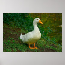 Peking Duck Poster