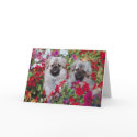 Pekinges Greeting Cards
