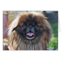 Pekingese card by Maciej_Frolow Pekingese card
