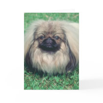 Pekingese Greeting Card