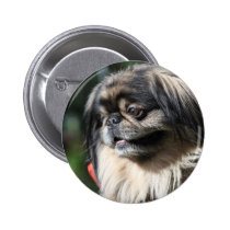 Pekingese dog buttons