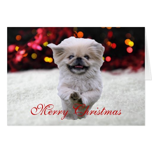 Pekingese dog cute photo custom Christmas Card