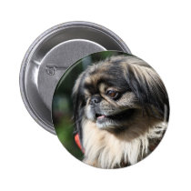 Pekingese dog buttons