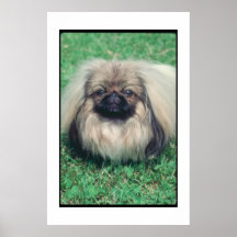 Pekingese Poster