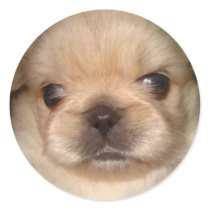pekingese puppy sticker