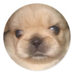 pekingese puppy sticker
