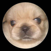 pekingese puppy sticker