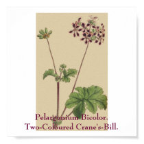Pelargonium Bicolor. Two-Coloured Crane's Bill. posters