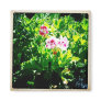 Pelargonium Magnet