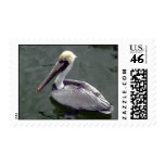 Pelican1 Postage Stamps