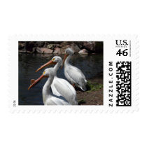 pelican,3 postage stamp