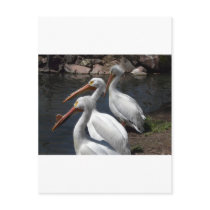 pelican,3 post card