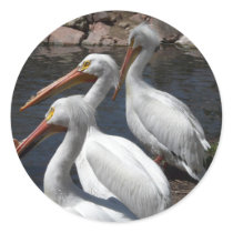 pelican,3 stickers