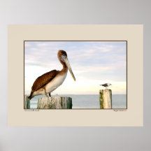Pelican and Friend - Corpus Christi, Texas Print