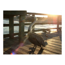 Pelican and Pal posters by on2raj_org Pelican and Pal posters