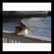 Pelican at rest posters