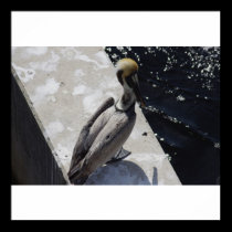 Pelican at rest posters