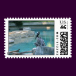 Pelican at Smithsonian Zoo