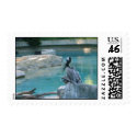 Pelican at Smithsonian Zoo postage