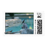 Pelican at Smithsonian Zoo