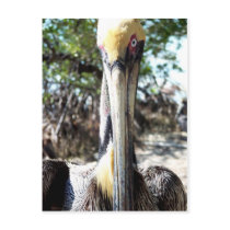Pelican Bird Sanctuary Key Largo, Florida Postcard by ScenicEarthStudios Pelican Bird Sanctuary Key Largo, Florida Postcard