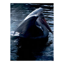 pelican blues posters