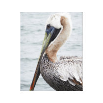 Pelican Canvas Print canvas prints