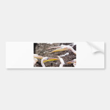 Pelican Conversation Bumper Stickers