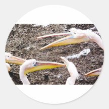 Pelican Conversation Round Stickers