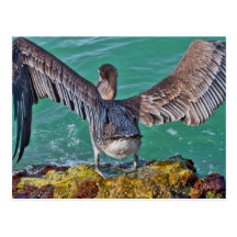 Pelican Dive Post Cards