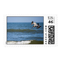 Pelican Diving Stamp