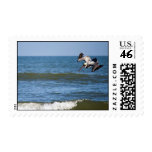 Pelican Diving Stamp