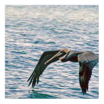 Pelican Flies Over Gulf of Mexico posters