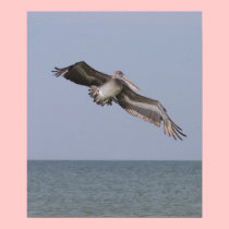Pelican Flying Canvas Print (Version B) posters
