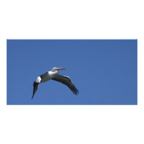 Pelican Flying Photo Card Template