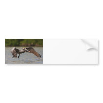 Pelican in Flight Bumper Stickers