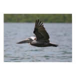 Pelican in Flight