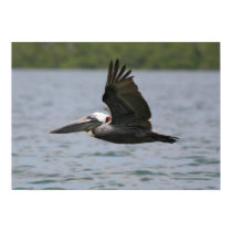 Pelican in Flight posters