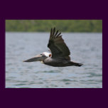 Pelican in Flight