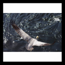 Pelican in flight posters