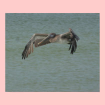 Pelican in Flight Print posters