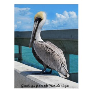 Pelican in the Florida Keys postcard