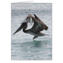 Pelican Landing Greeting Card
