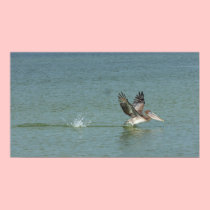 Pelican Landing on Surf Canvas Print posters