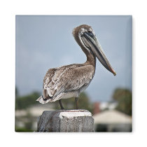 Pelican magnets by Envelope150 Pelican magnets