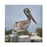 Pelican Refrigerator Magnets