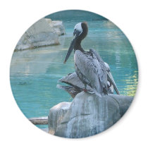 Pelican magnets