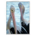 Pelican Mates Card Vertical