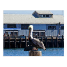 Pelican Monterey, California Postcard