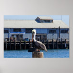 Pelican Monterey, California Print